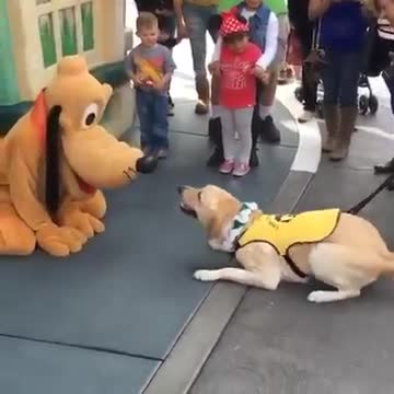 This Service Dog Is Incredibly Happy To Meet Pluto At Disneyland