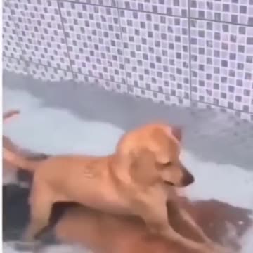 Best Funny Animal Videos 😺 - Funniest Dogs And Cats Videos 2022 🤣😂.