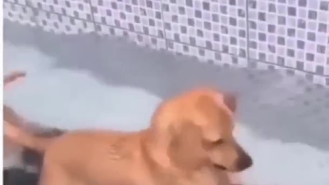 Best Funny Animal Videos 😺 - Funniest Dogs And Cats Videos 2022 🤣😂.