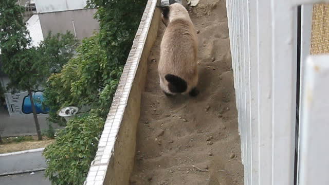 Where this cat goes, the grass does not grow
