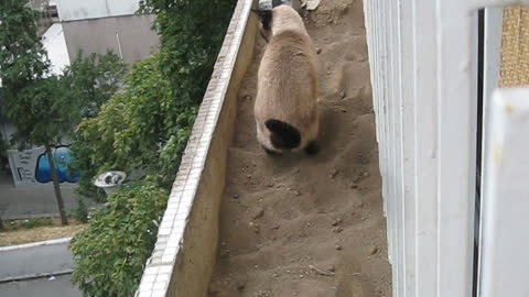 Where this cat goes, the grass does not grow