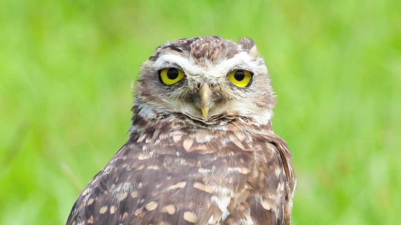 An OWL 🦉 | Relaxing Nature Whispers