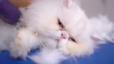 Cat cleaning tips