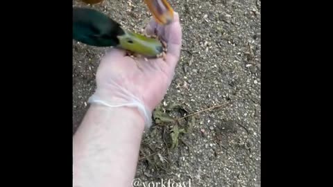 Funny Animal video