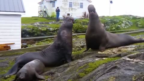Life of Animals#Surprise#Attack and many things in life