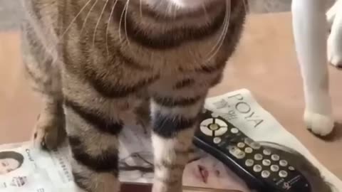 Watch This Disgruntled Cats Get The Most Unsusal Beauty Treatment