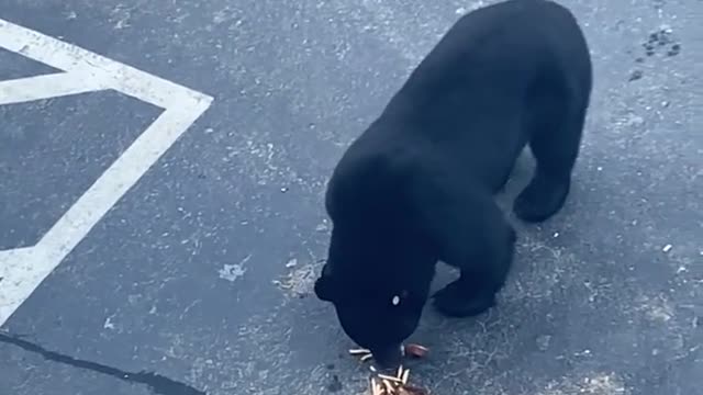 Unsuspecting Man Digging Through Car Surprised by Bear