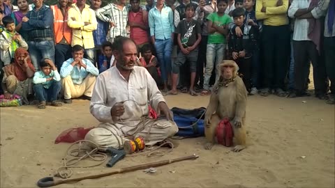 Funny_Monkey_🐒_So_Funnist_Video