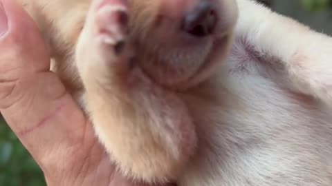 Lovely dog beby amezing wow