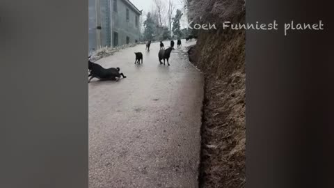 Funny Dogs And Cats Videos 2023