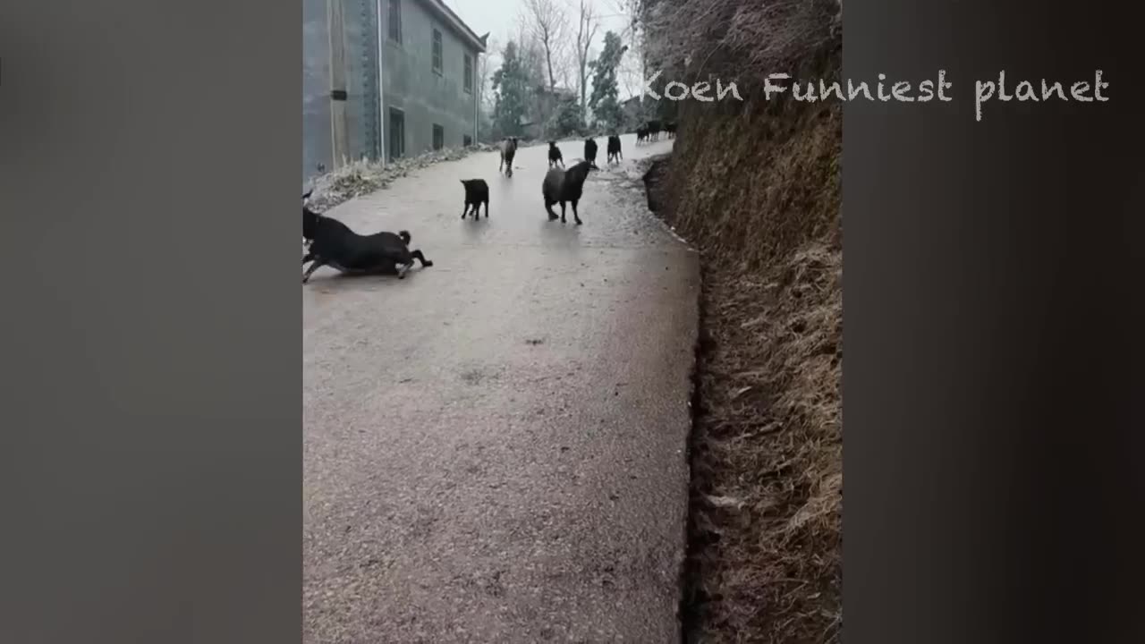 Funny Dogs And Cats Videos 2023