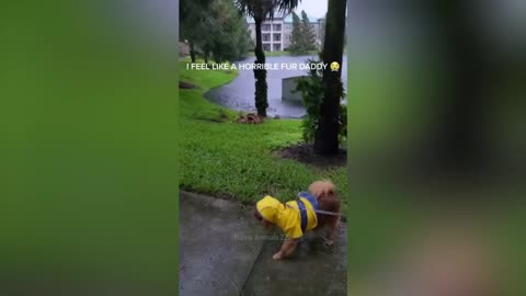 Funny Cats And Dogs Videos 🐱🐶 Funniest Animals - Videos of Funny Animals 2023