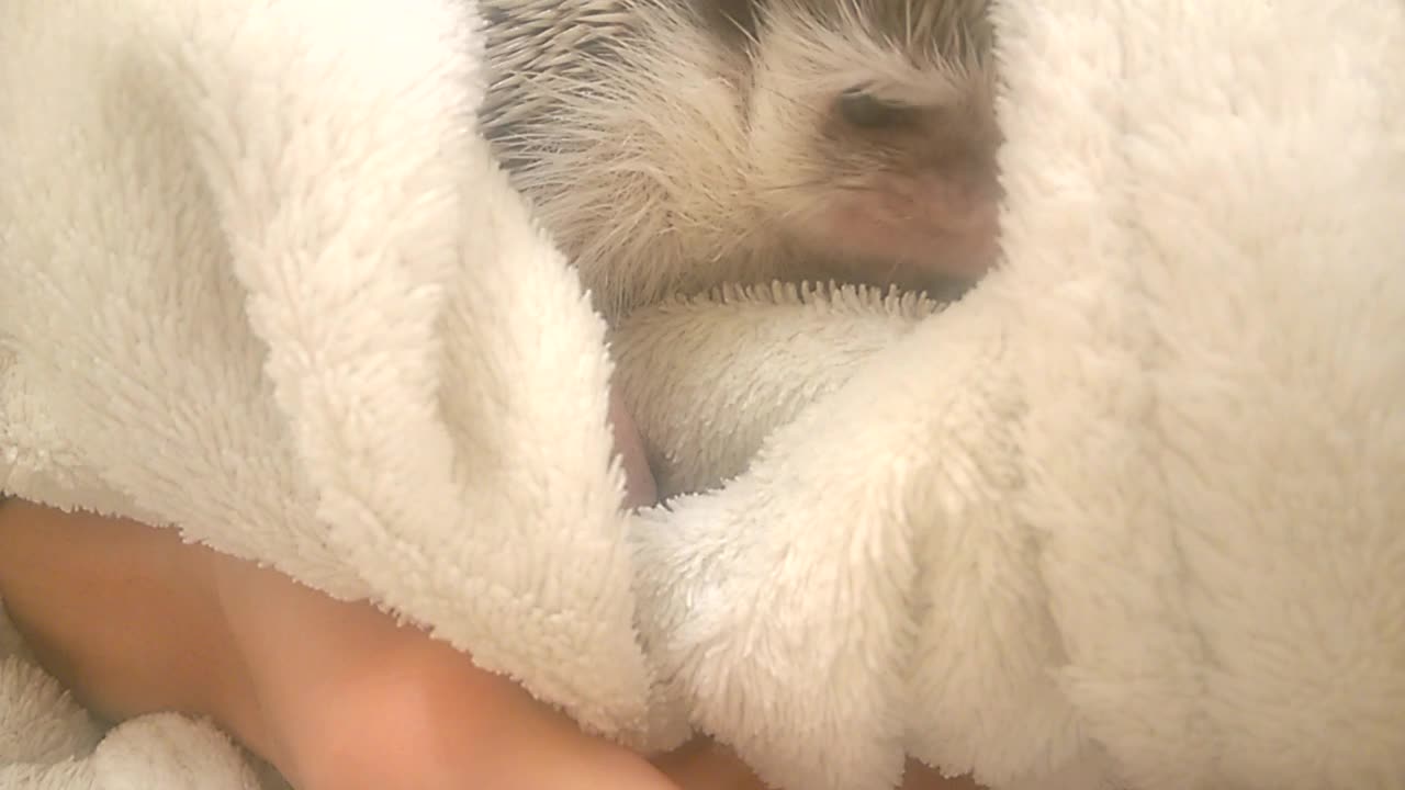 Hedgehog in the dressing-grown