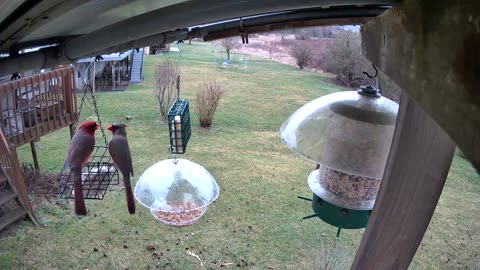 Pair of Cardinals - Spring Colors Coming in!