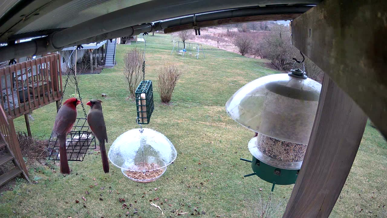 Pair of Cardinals - Spring Colors Coming in!