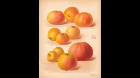 Apple Talk