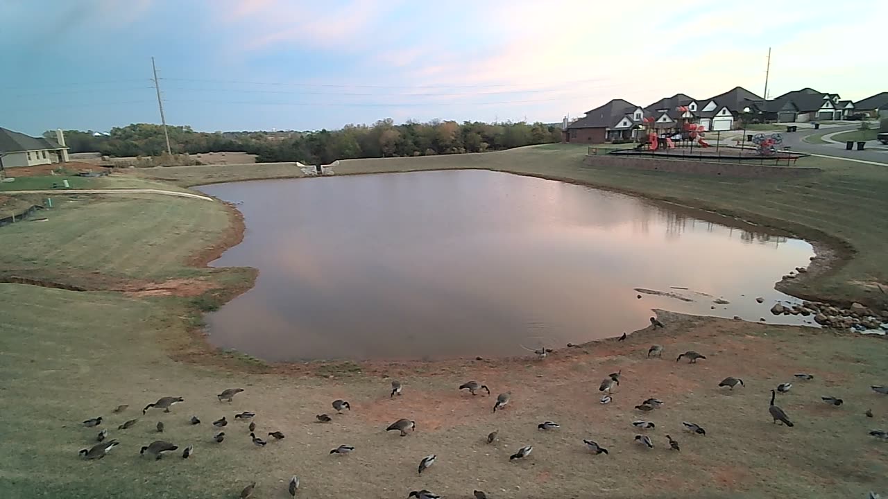 Monday morning visitors at the pond