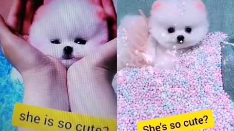 Look at this cute little dog.
