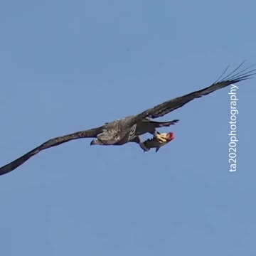 Juvenile Bald Eagles. One Drops the fish one misses and one catches it !