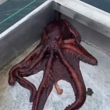 Giant Pacific Octopus Shapeshifter British Columbia