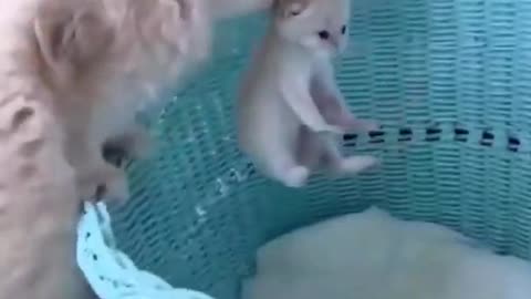 funniest video_ _ cute cat