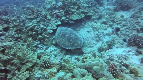 turtle in the sea hawaii