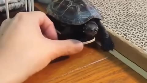 Skate turtle