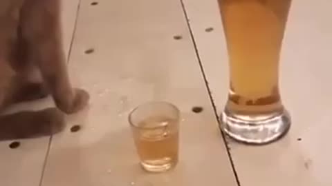 Cat likes beer