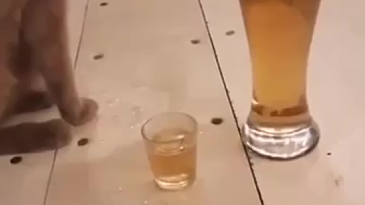 Cat likes beer