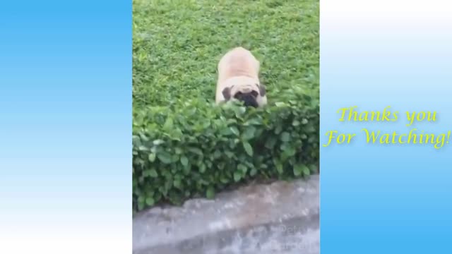 Funny videos animal