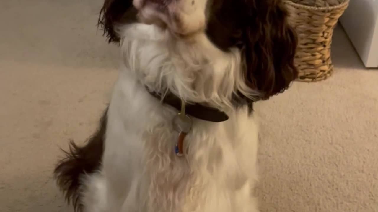 Our Springer Spaniel Wants To Stomp Around In The Backyard..... #shortsviral #shortsvideo