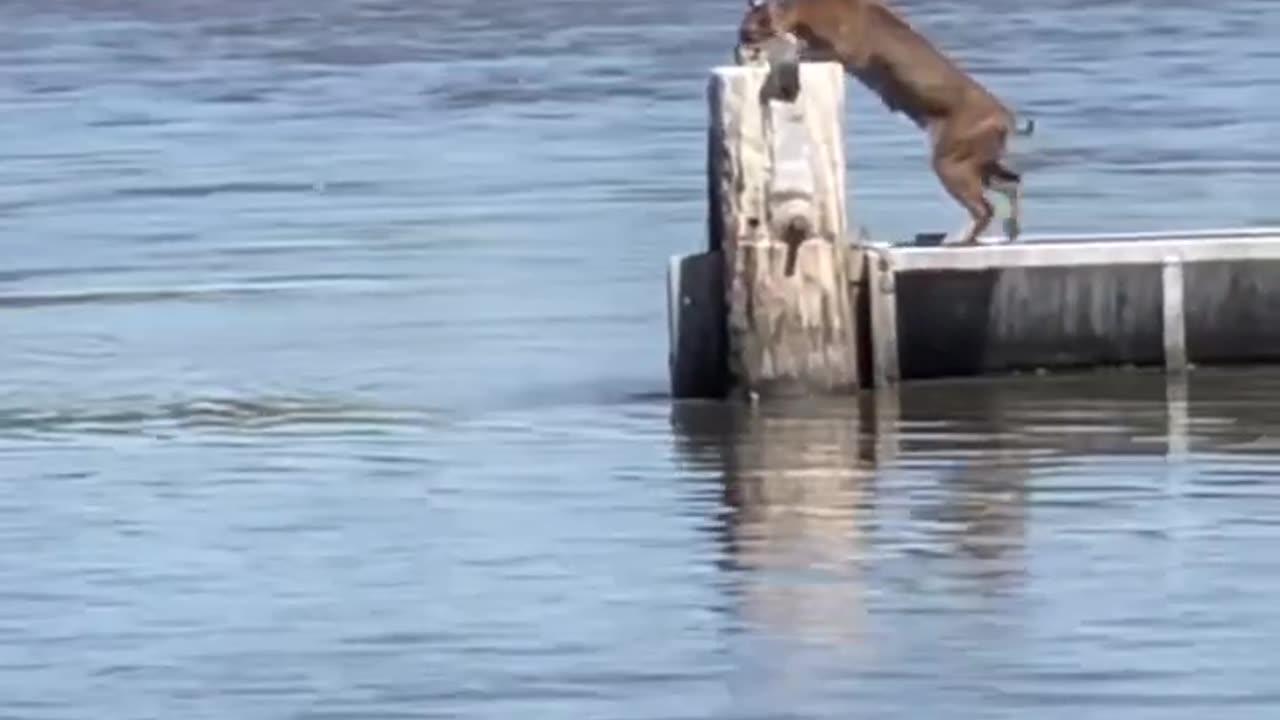 This was so impressive ๐Surprising Bobcat's ๐พ๐ฑ Unbelievable Wildlife Moment | ๐ฑ๐๐