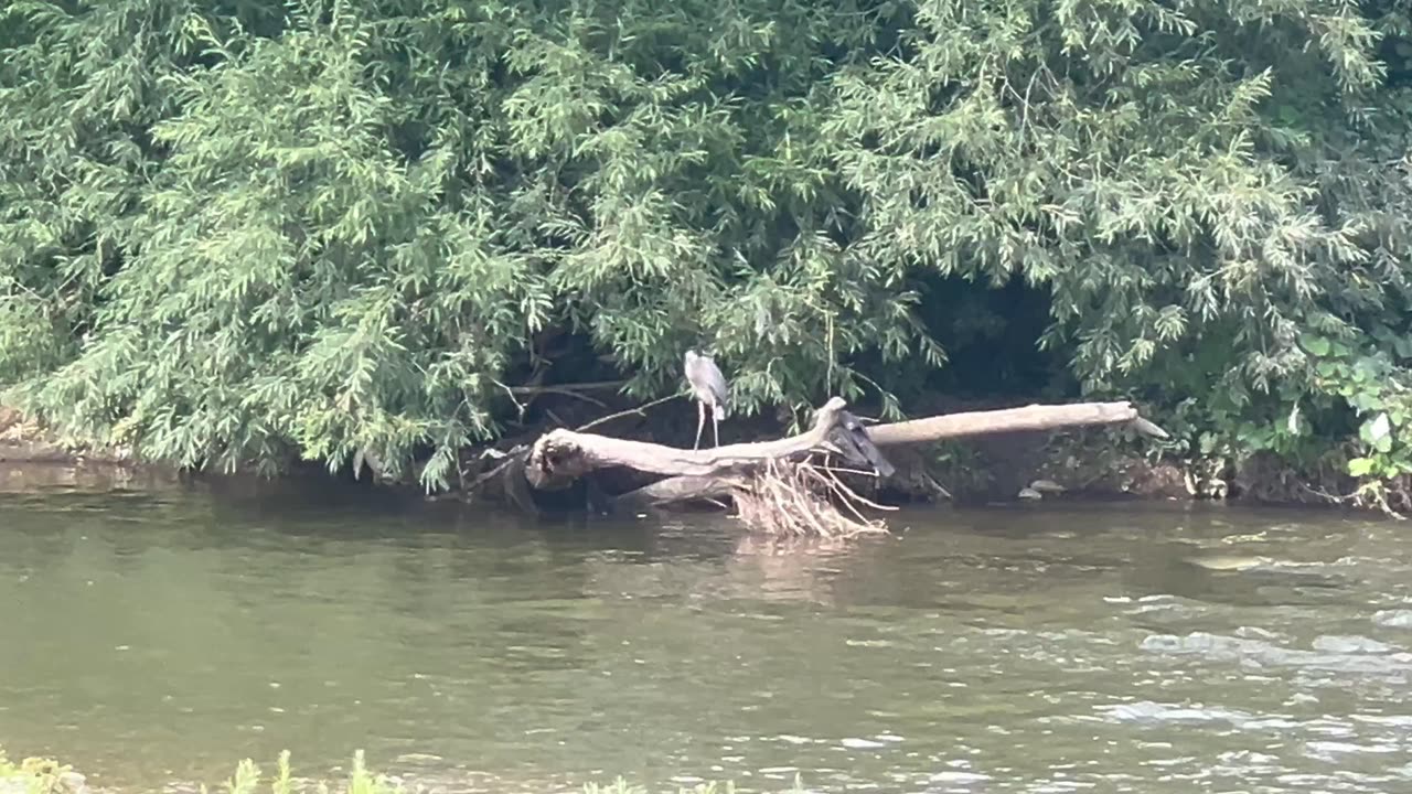 Great Blue Heron spotted at Humber River James Gardens