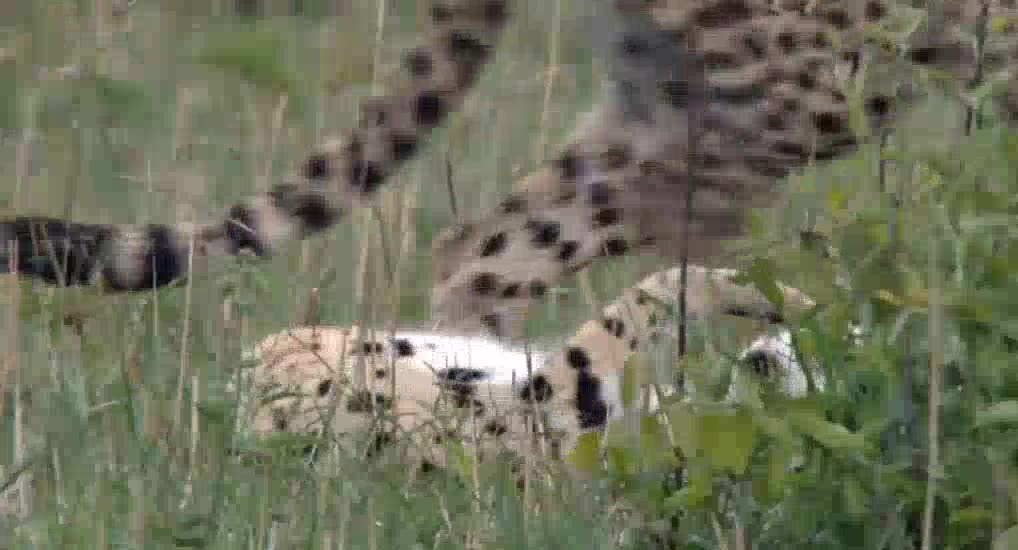 Leopards and Hyenas on the Grassland