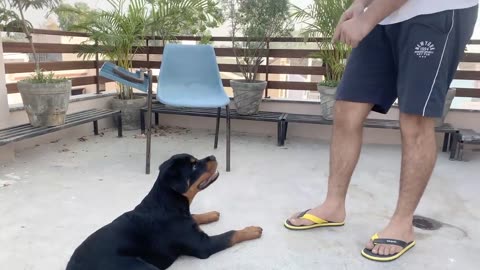 TRAINING OF SPEAK COMMAND I HOW TO TRAIN YOUR DOG TO SPEAK BARKING) COMMANDIROTTWEILER DOG TRAINING