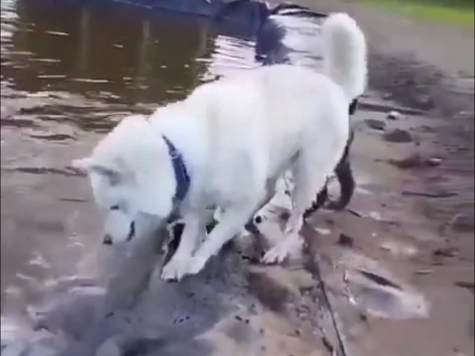 Rescue a small friend 🐕 who fell into the water