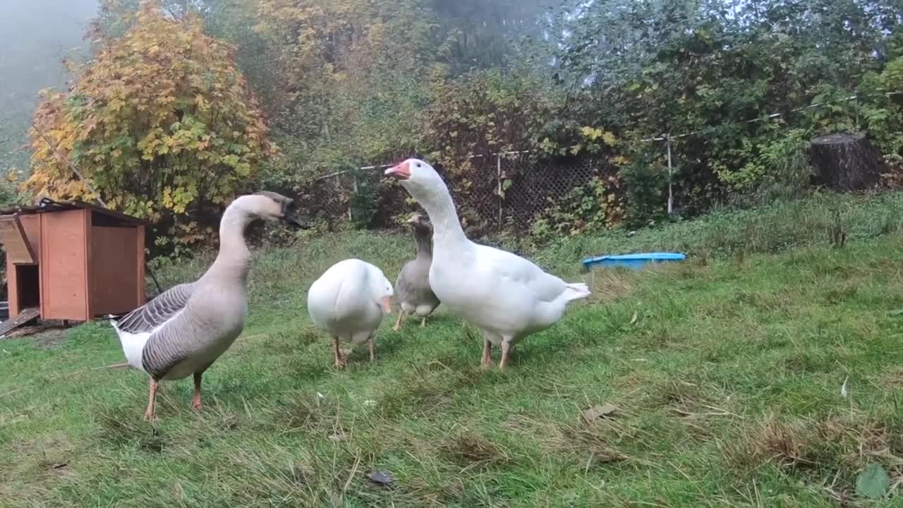 Pet Goose Hugs his Owner but Attacks Everyone Else