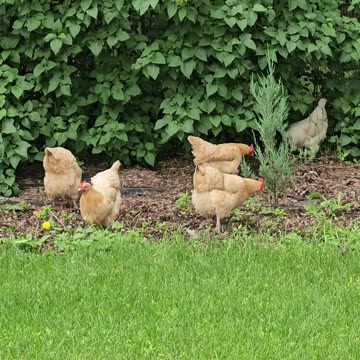 OMC! Orpington flock - Lilac peck and scratch! 😊😍💖 #chickens #hens #lilac #peck #scratch #shorts