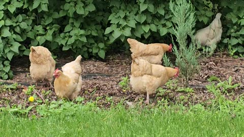 OMC! Orpington flock - Lilac peck and scratch! 😊😍💖 #chickens #hens #lilac #peck #scratch #shorts
