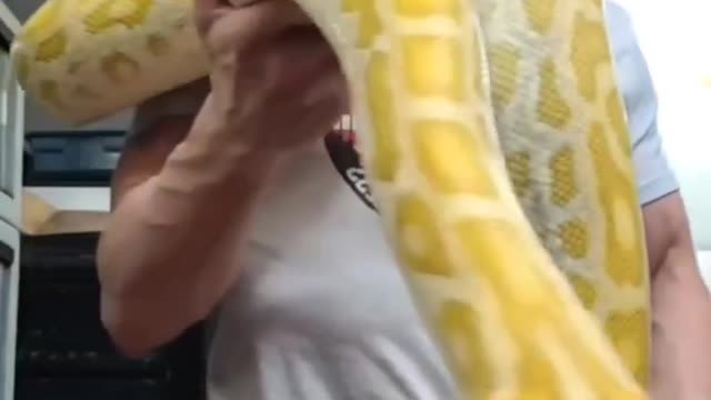 Biggest Snake In The World By Snaker.#snake #viral