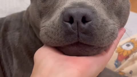 When Dogs Emotionally Understand What She Said"