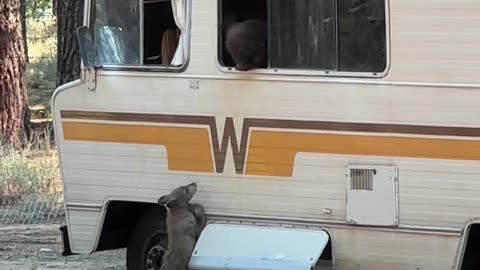 Bear Climbs Out of RV Window