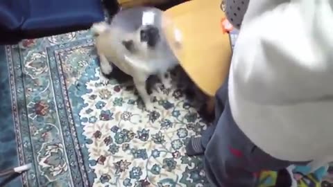 Dog barking sound - funny dogs