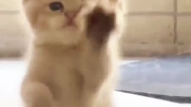 Laugh out loud with the FUNNIEST CATS right here!#17