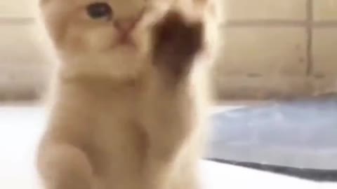 Laugh out loud with the FUNNIEST CATS right here!#17