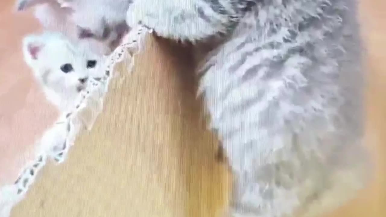 calico cat