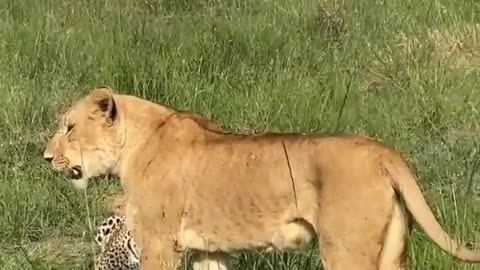 South africa forest lion and leopard