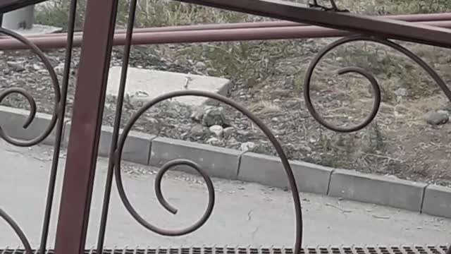 The birds sing beautifully.