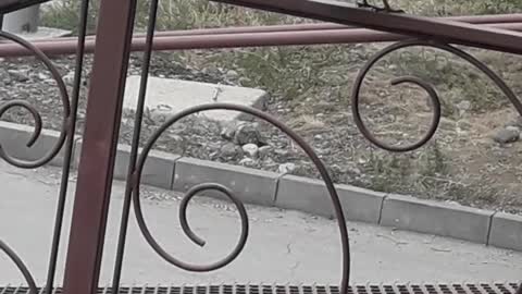 The birds sing beautifully.