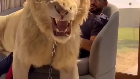 Lions
